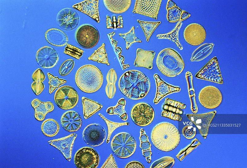 各种海水硅藻图片素材
