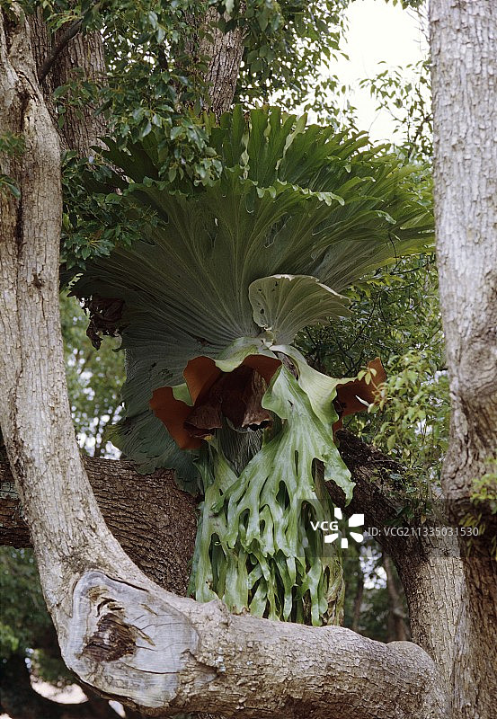鹿角蕨图片素材
