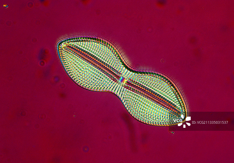 舟形藻属海洋硅藻的光学显微镜图像图片素材