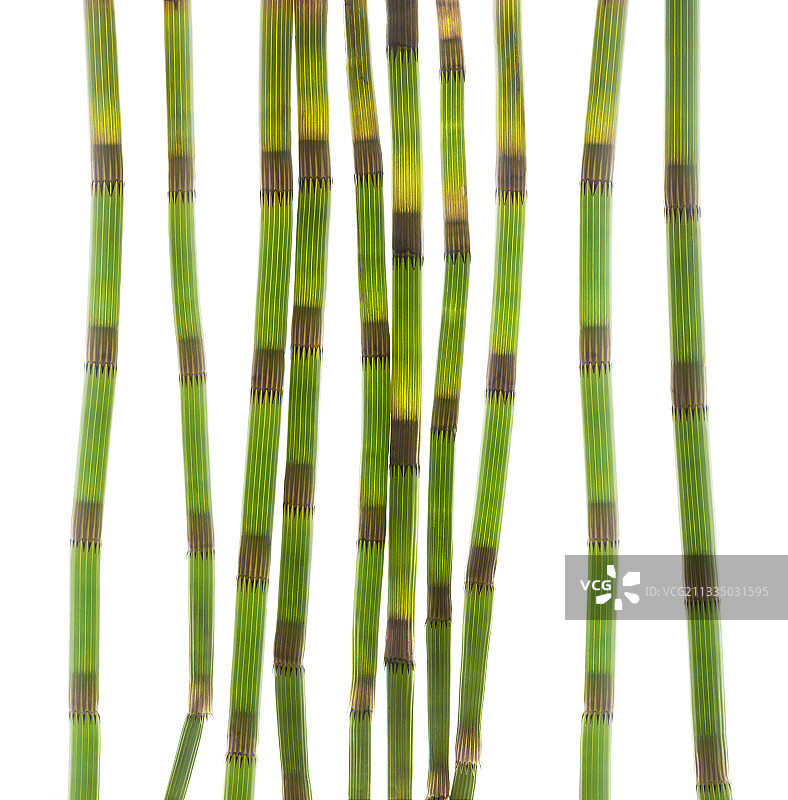 问荆草茎图片素材