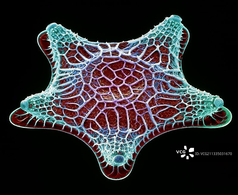 硅藻 SEM图像图片素材
