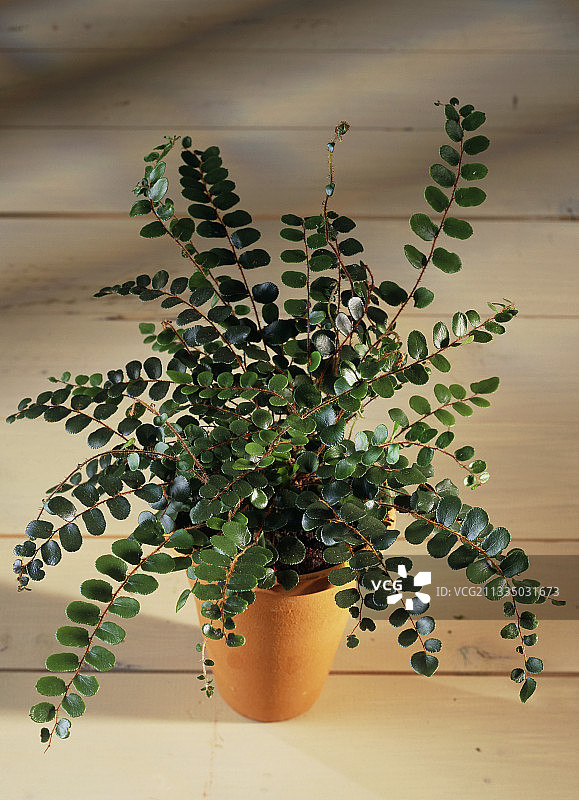 纽扣蕨图片素材