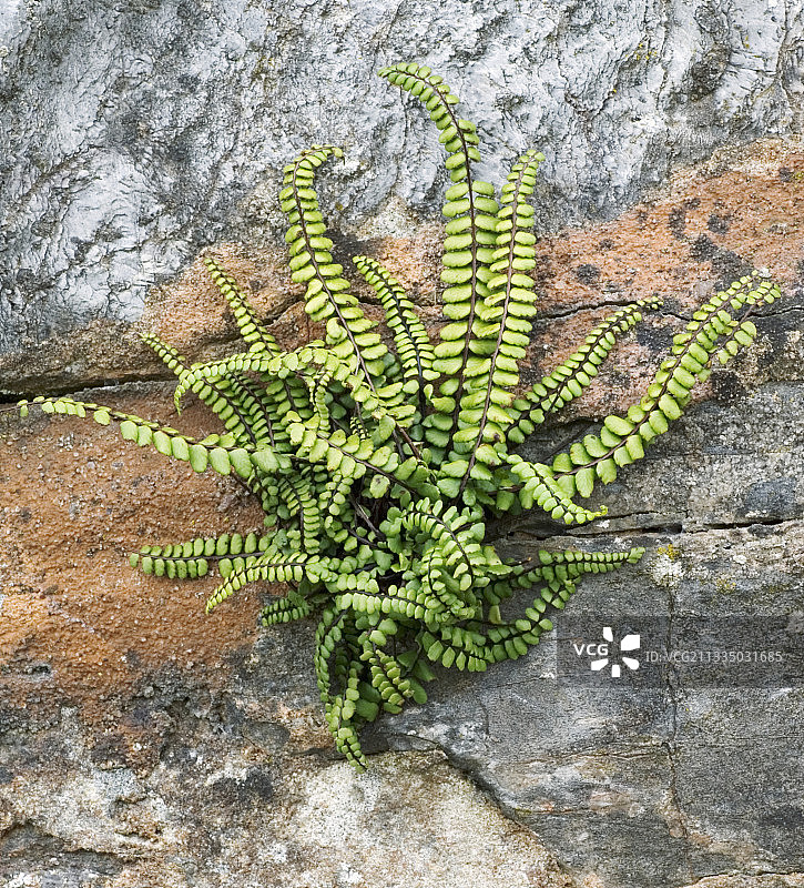 铁线蕨图片素材