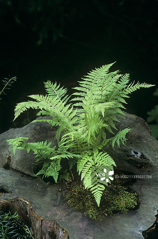 雄性欧洲蕨图片素材