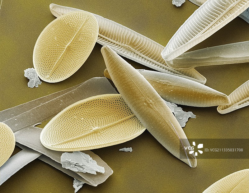 硅藻扫描电镜图图片素材