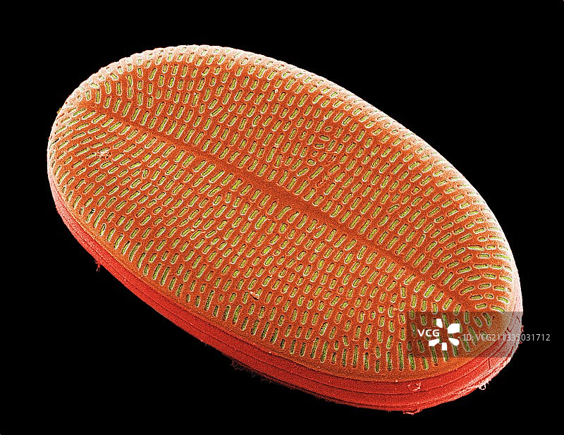 Diatom,没有图片素材