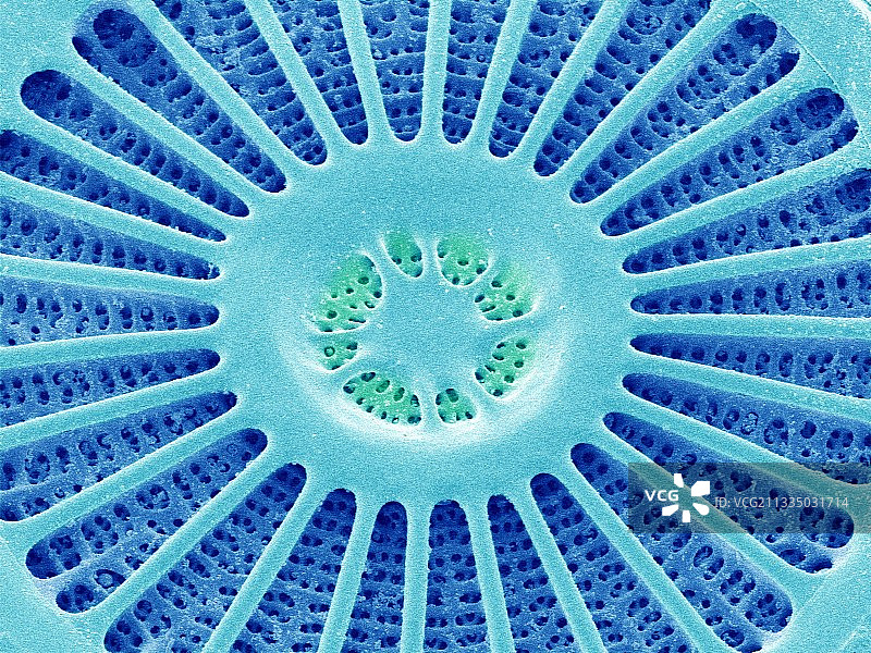硅藻 SEM图像图片素材