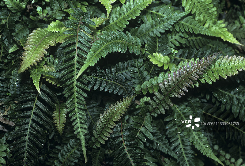 尾孢蕨图片素材