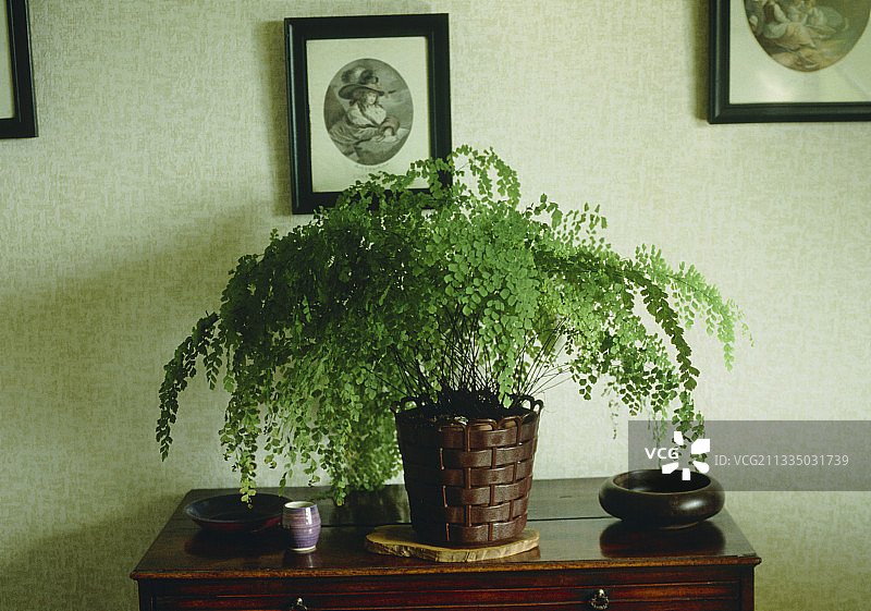 铁线蕨图片素材