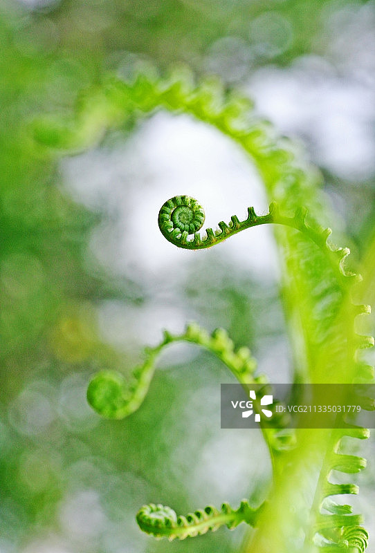 幼嫩的蕨类植物图片素材
