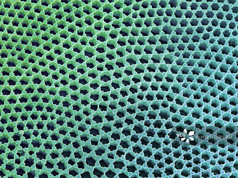 硅藻细胞壁，扫描电镜图片素材