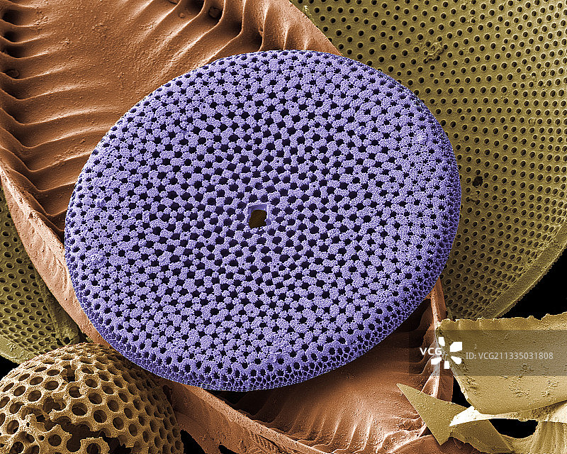 硅藻扫描电镜图图片素材