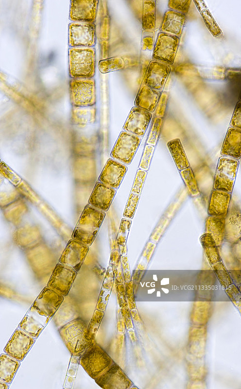 硅藻丝状藻类（显微镜）图片素材