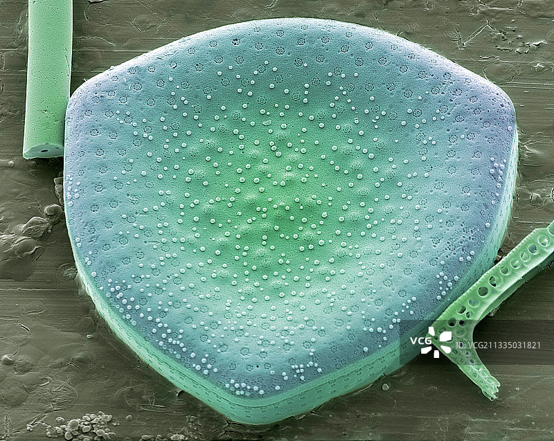 Diatom,没有图片素材