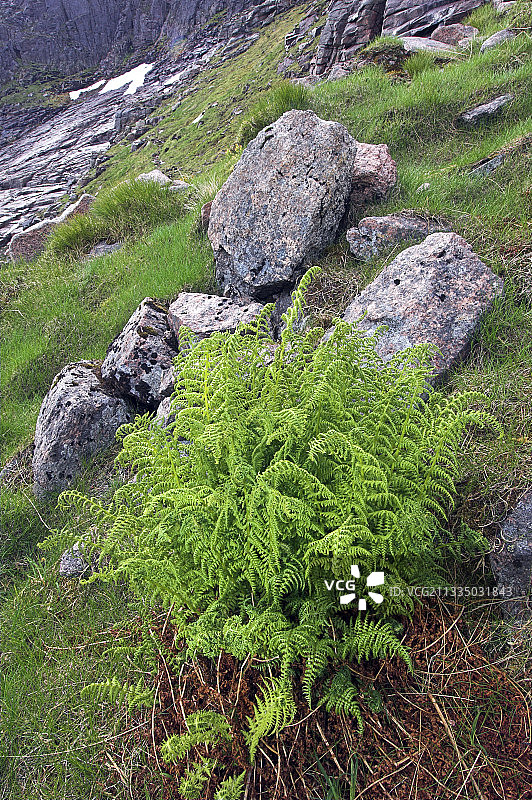 钝齿毛蕨图片素材