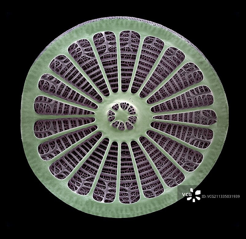 Diatom,没有图片素材