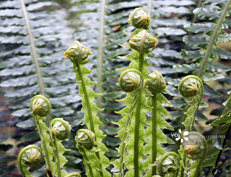 皇冠蕨图片素材