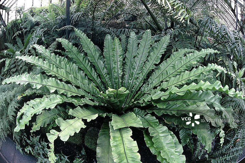 鸟巢蕨图片素材