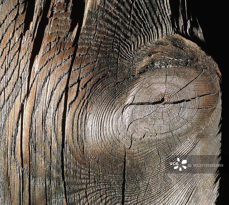 松木和生长环截面图片素材