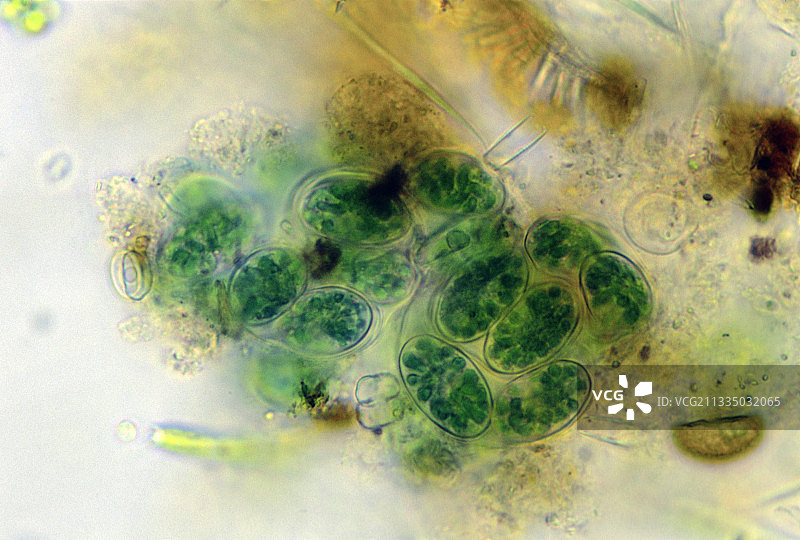 蓝绿藻，色球藻属图片素材