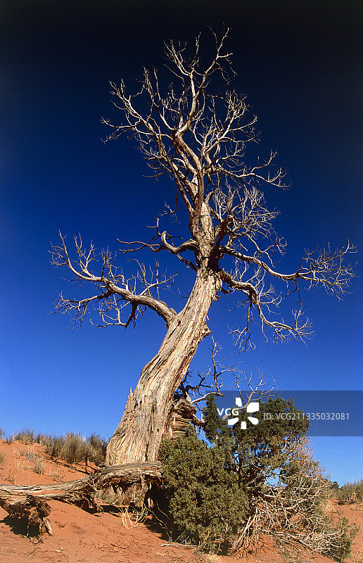 狐尾松图片素材