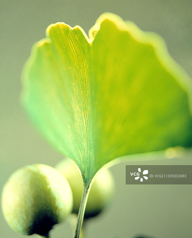 银杏叶和果实图片素材