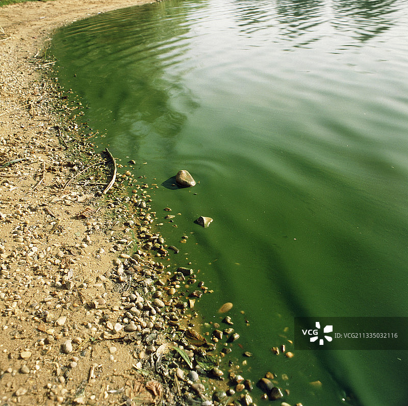 蓝绿藻导致湖水变色图片素材