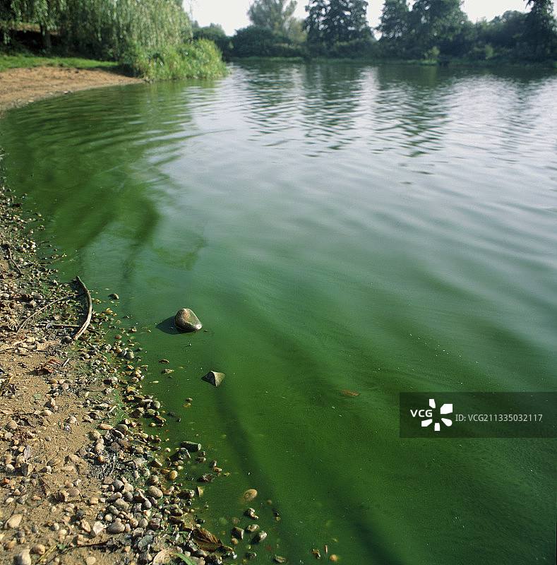 蓝绿藻导致湖水变色图片素材