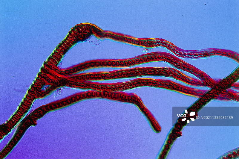 蓝绿藻图片素材