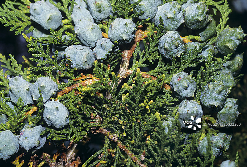 杜松浆果图片素材