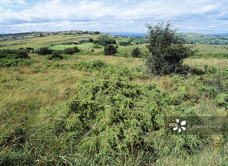 普通刺柏树图片素材