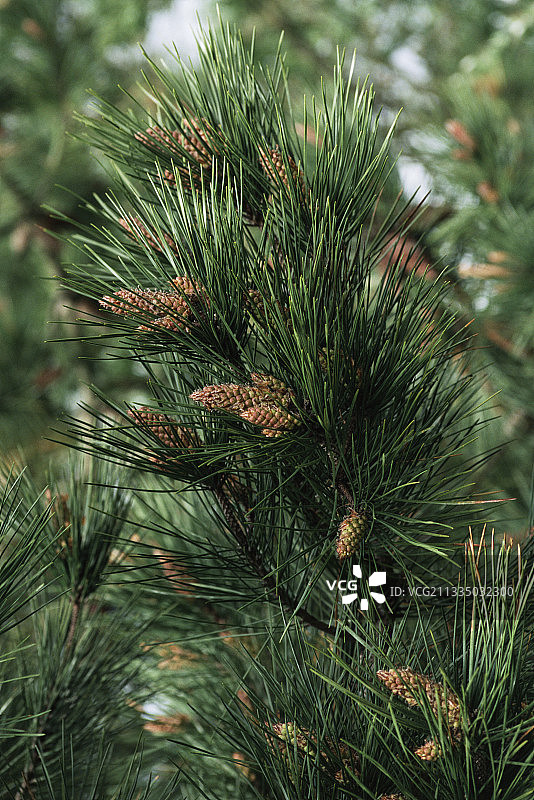 马赛克松图片素材