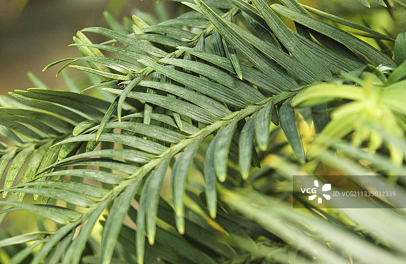 瓦勒迈松图片素材