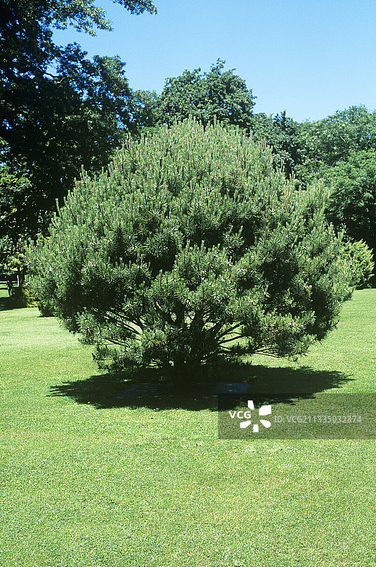 日本红松图片素材