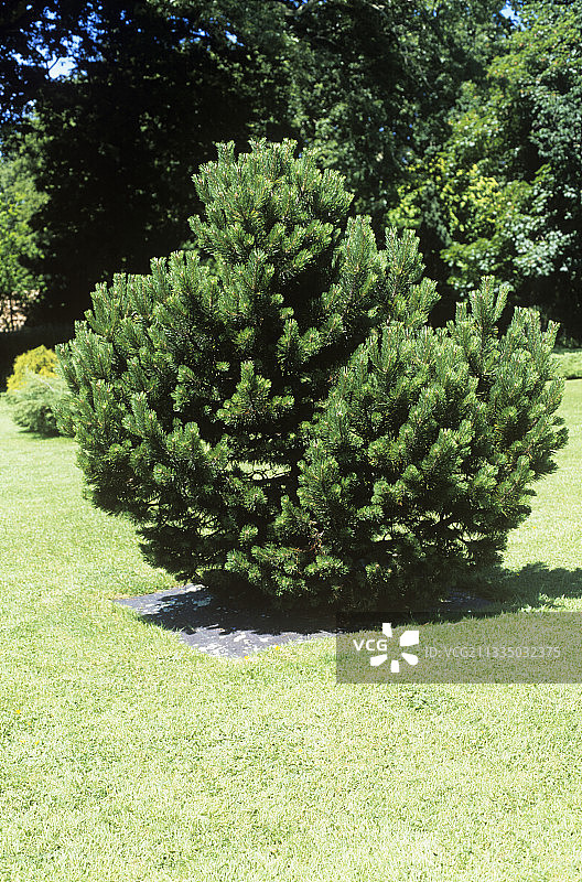 匍匐松图片素材