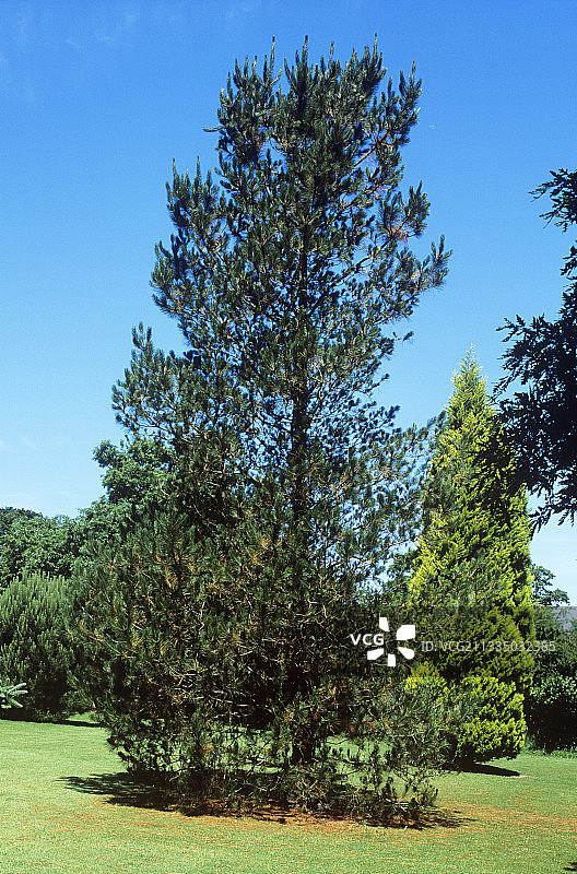 辐射松图片素材