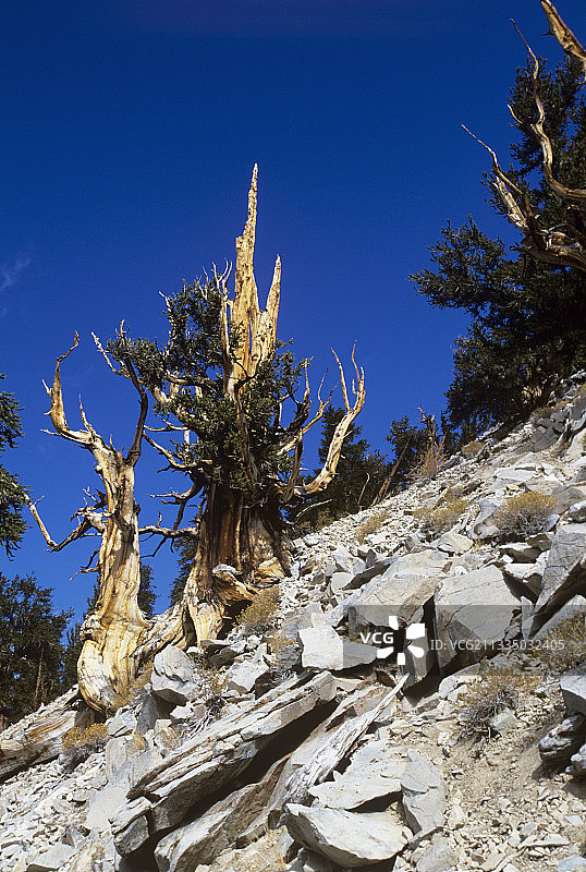 狐尾松树图片素材