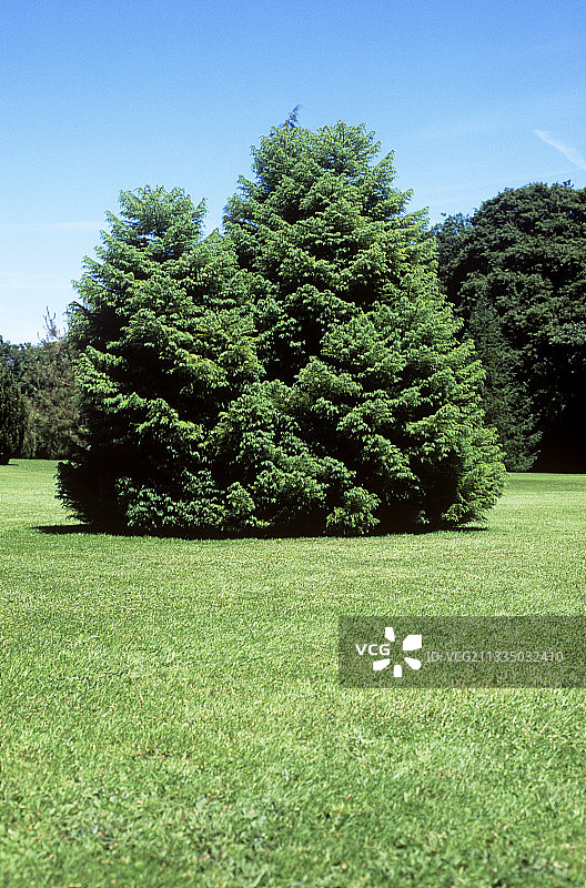 日本柳杉(Cryptomeria japonica)图片素材