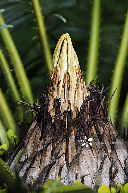 铁树叶芽图片素材