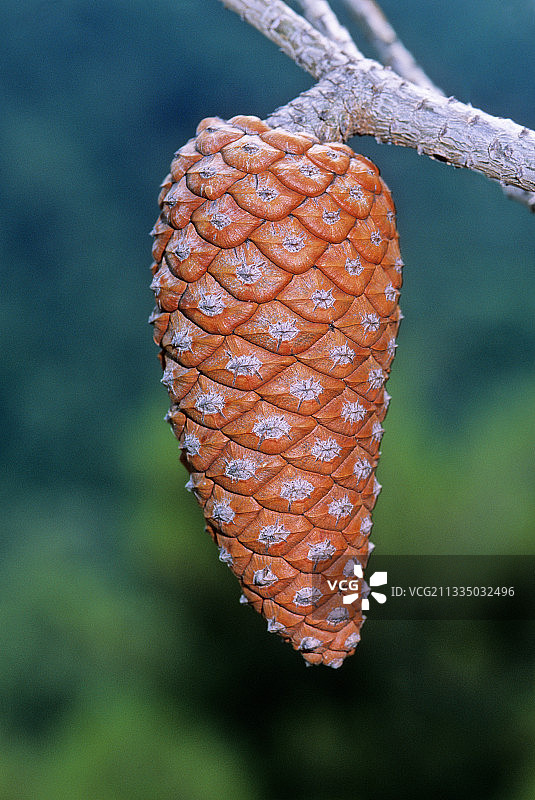 意大利石松（Pinus pinea）图片素材