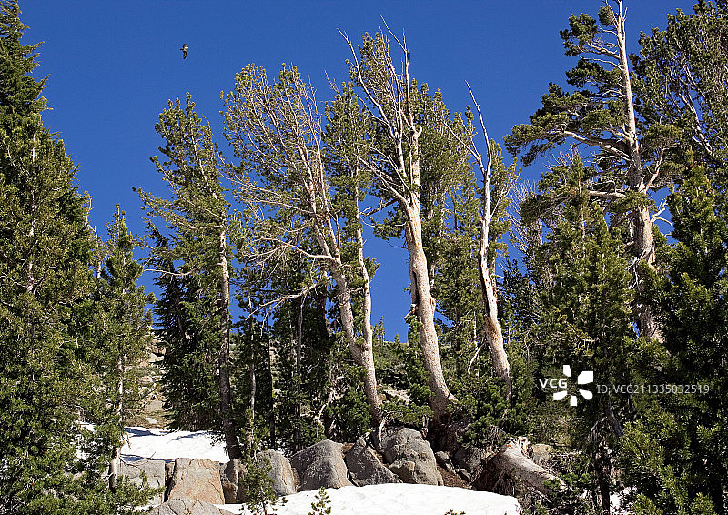白皮松（Pinus albicaulis）图片素材