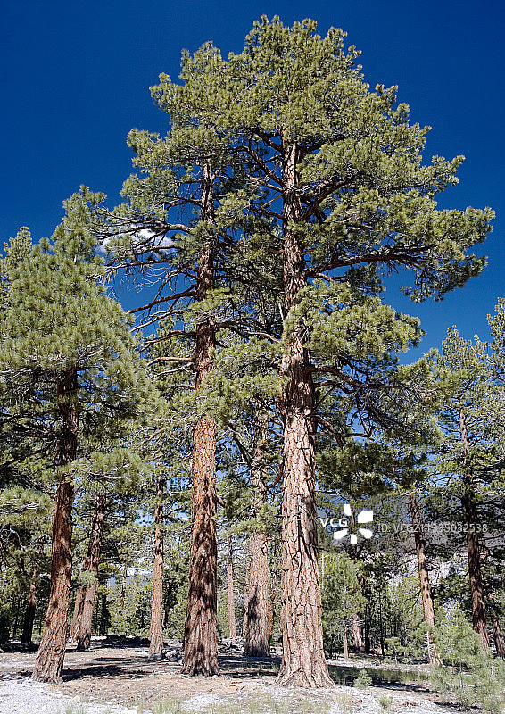 杰弗里松图片素材