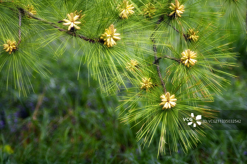东部白松图片素材