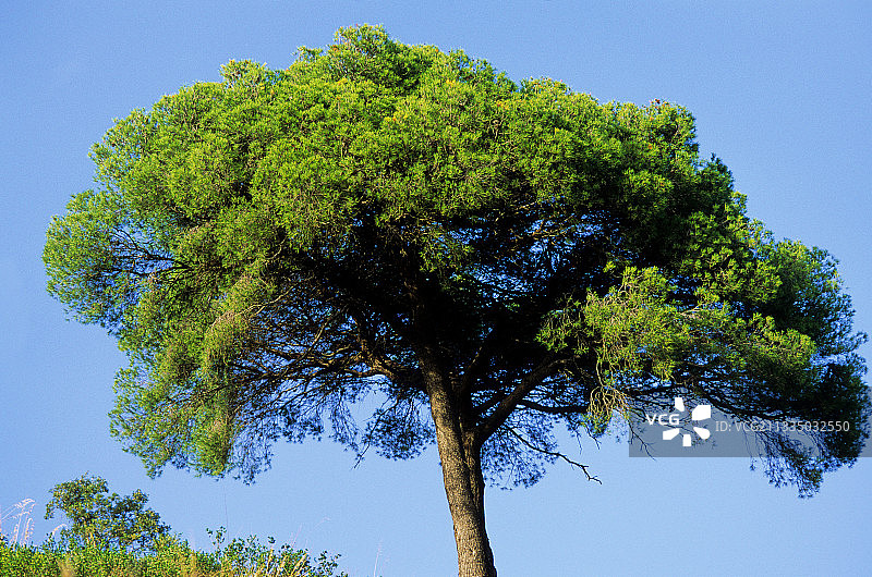 阿勒颇松树图片素材