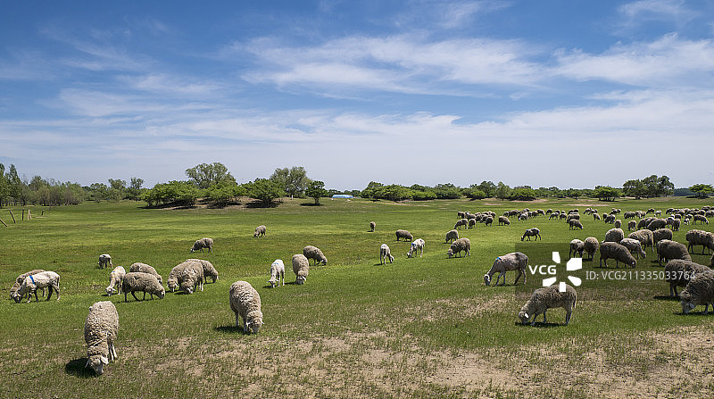 羊群，草原，绵羊，蓝天白云图片素材