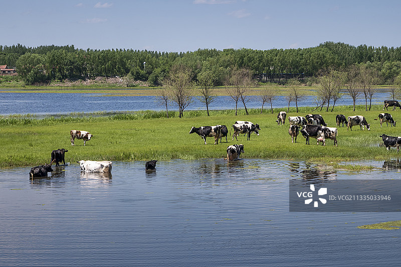 牛群，河流，牧场，蓝天，白云图片素材