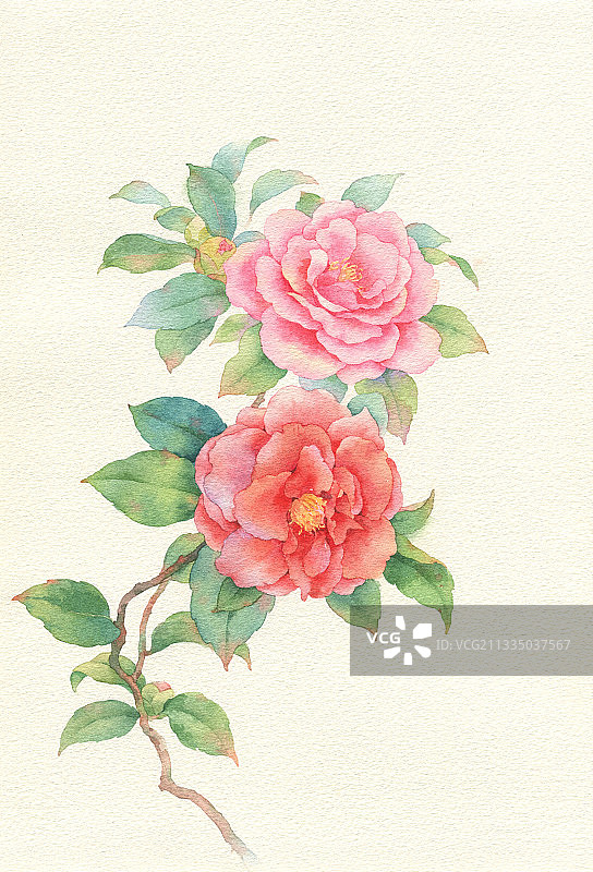 手绘山茶花图片素材