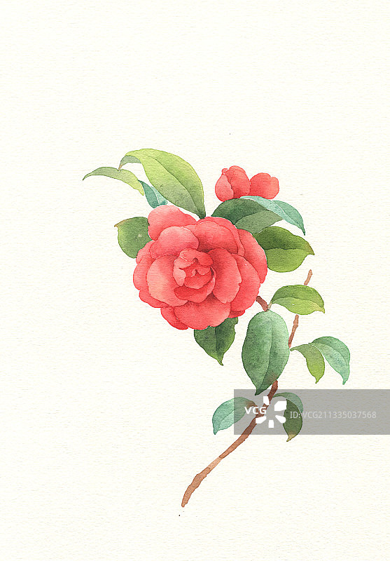 手绘山茶花图片素材