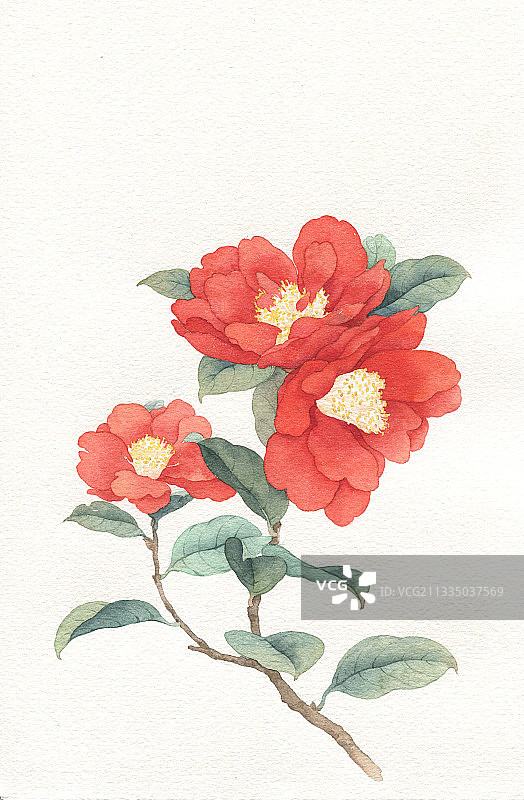 手绘山茶花图片素材