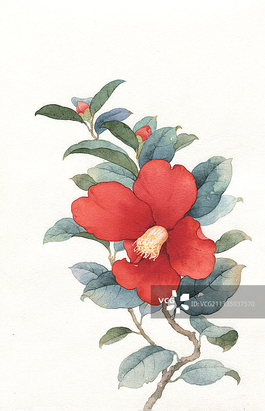 水彩山茶花图片素材